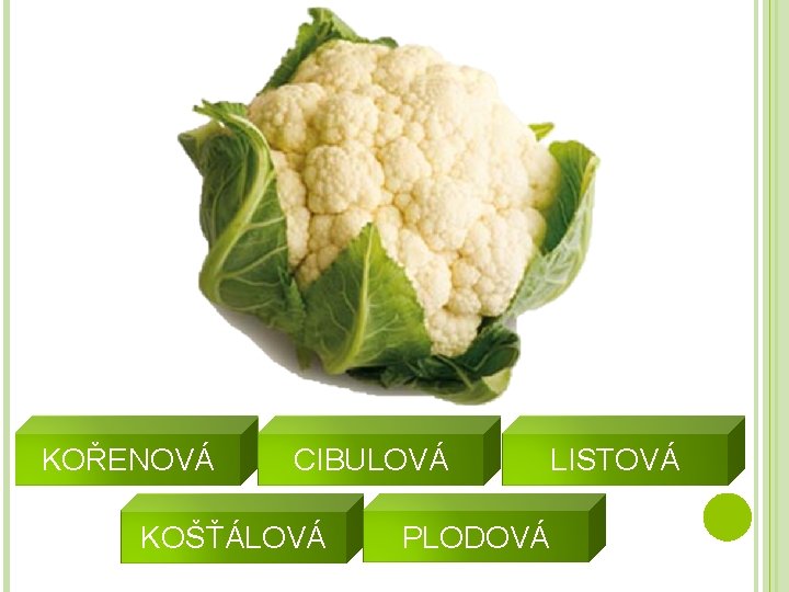 KOŘENOVÁ CIBULOVÁ KOŠŤÁLOVÁ PLODOVÁ LISTOVÁ 