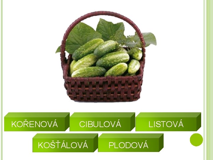 KOŘENOVÁ CIBULOVÁ KOŠŤÁLOVÁ PLODOVÁ LISTOVÁ 