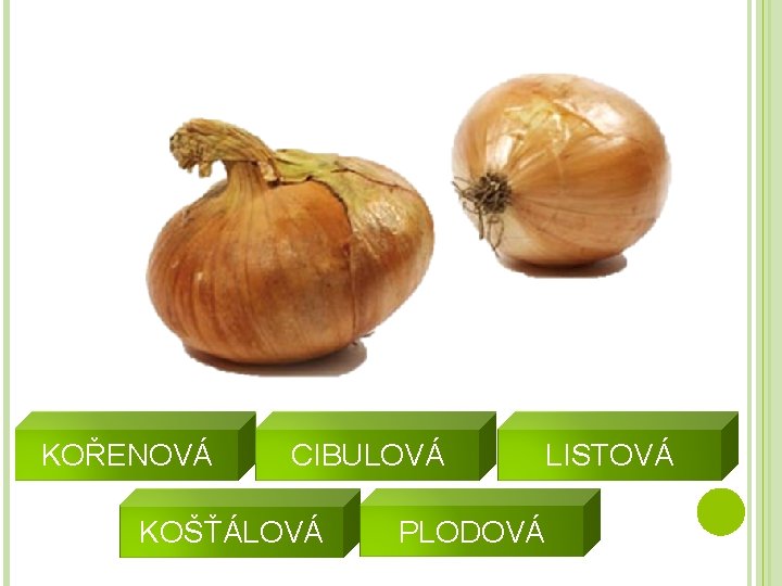 KOŘENOVÁ CIBULOVÁ KOŠŤÁLOVÁ PLODOVÁ LISTOVÁ 