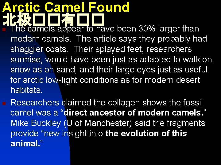 Arctic Camel Found 北极��有�� The camels appear to have been 30% larger than n