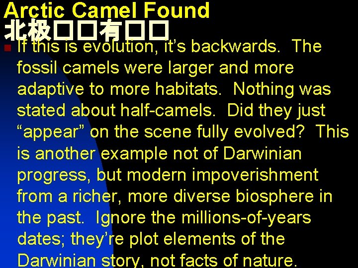 Arctic Camel Found 北极��有�� n If this is evolution, it’s backwards. The fossil camels