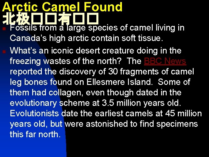 Arctic Camel Found 北极��有�� Fossils from a large species of camel living in n