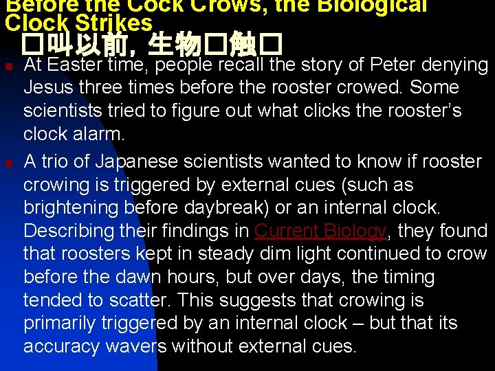 Before the Cock Crows, the Biological Clock Strikes �叫以前，生物�触� n n At Easter time,