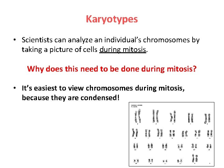 Karyotypes • Scientists can analyze an individual’s chromosomes by taking a picture of cells