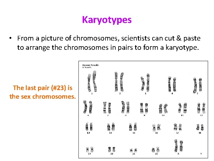 Karyotypes • From a picture of chromosomes, scientists can cut & paste to arrange