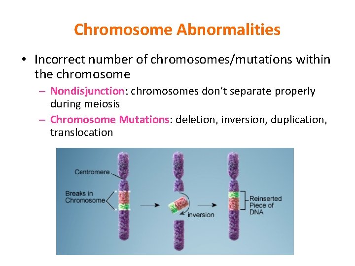 Chromosome Abnormalities • Incorrect number of chromosomes/mutations within the chromosome – Nondisjunction: chromosomes don’t