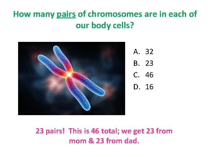 How many pairs of chromosomes are in each of our body cells? A. B.