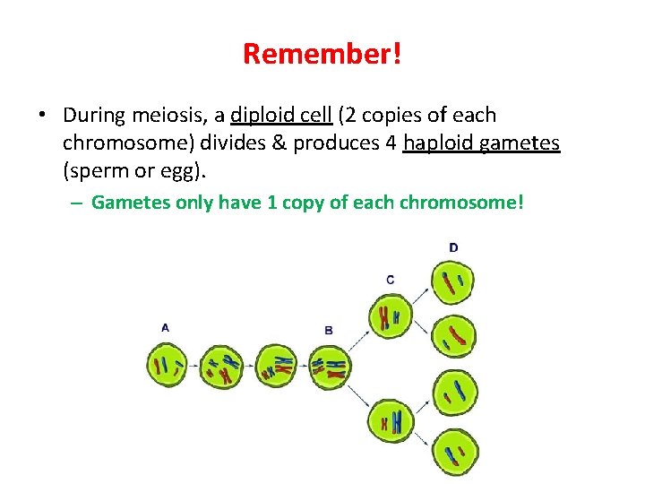 Remember! • During meiosis, a diploid cell (2 copies of each chromosome) divides &