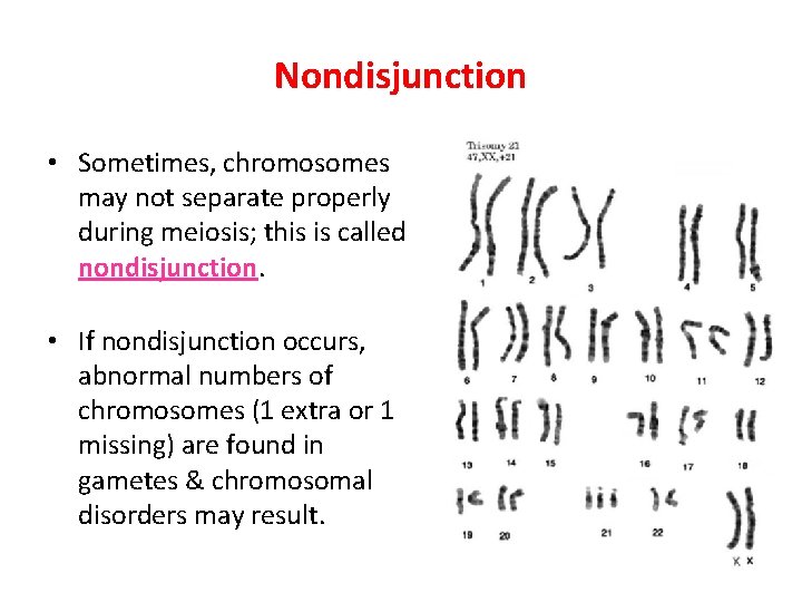 Nondisjunction • Sometimes, chromosomes may not separate properly during meiosis; this is called nondisjunction.