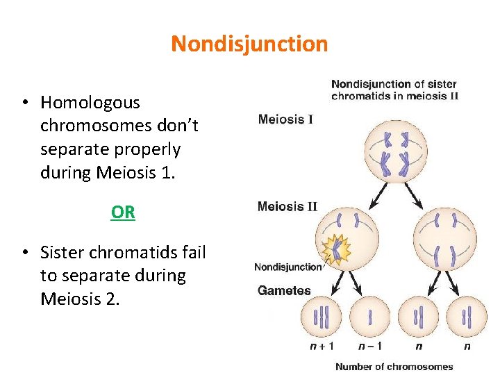 Nondisjunction • Homologous chromosomes don’t separate properly during Meiosis 1. OR • Sister chromatids