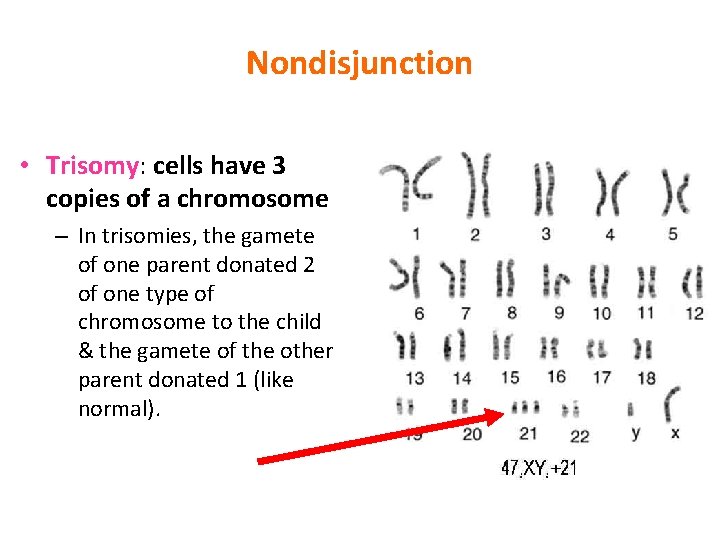 Nondisjunction • Trisomy: cells have 3 copies of a chromosome – In trisomies, the