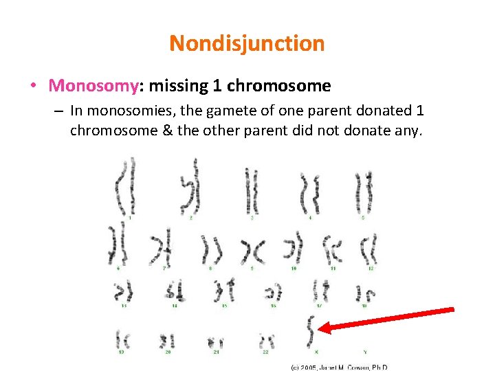 Nondisjunction • Monosomy: missing 1 chromosome – In monosomies, the gamete of one parent