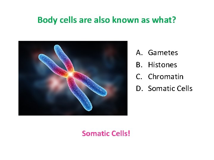 Body cells are also known as what? A. B. C. D. Somatic Cells! Gametes