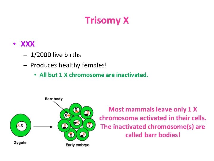 Trisomy X • XXX – 1/2000 live births – Produces healthy females! • All