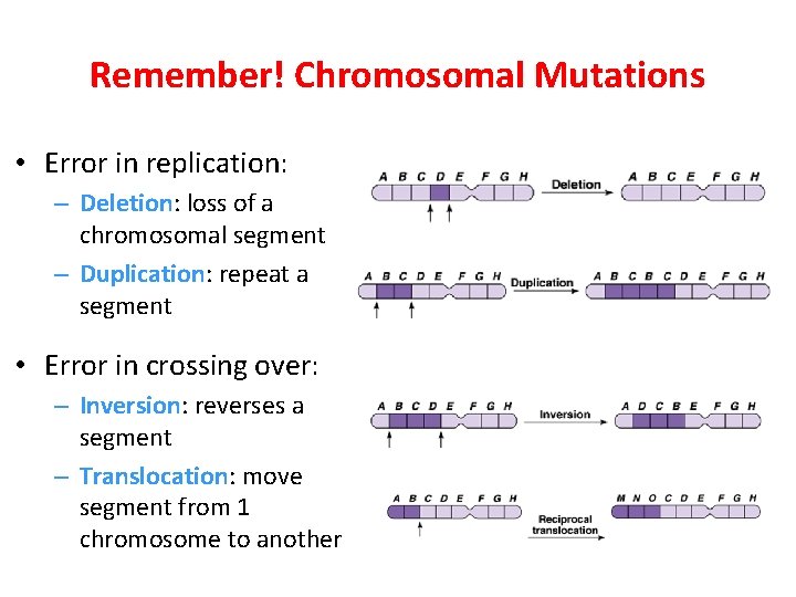 Remember! Chromosomal Mutations • Error in replication: – Deletion: loss of a chromosomal segment