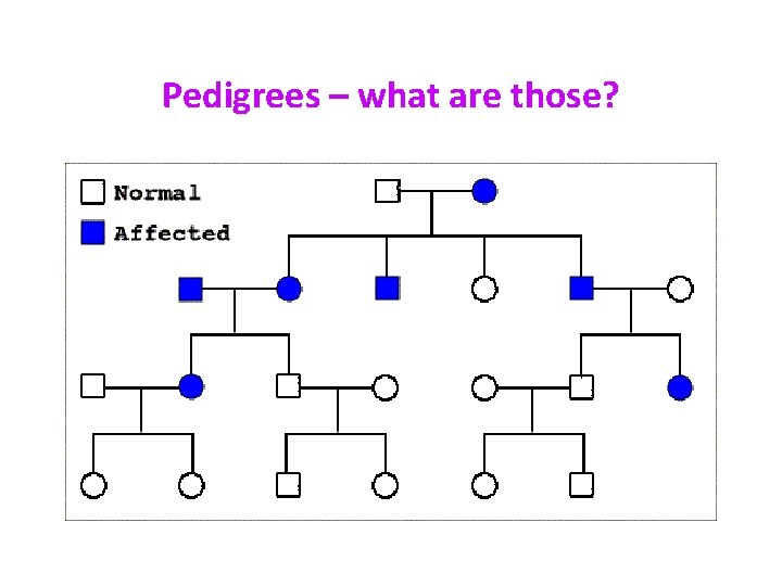 Pedigrees – what are those? 