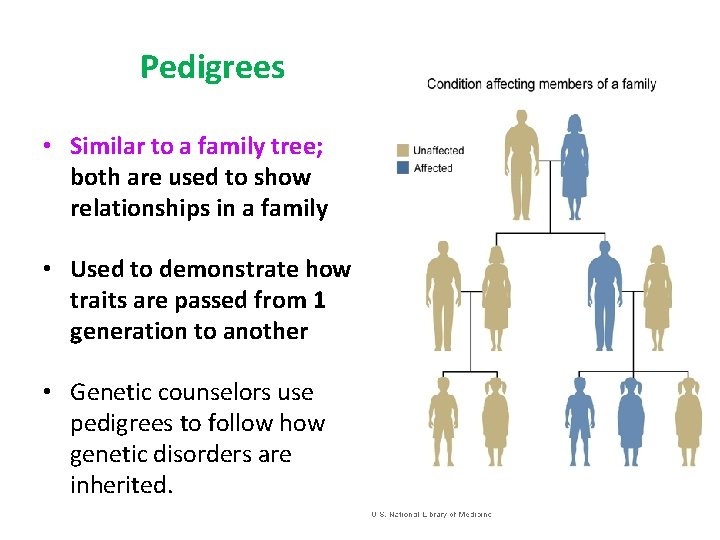 Pedigrees • Similar to a family tree; both are used to show relationships in