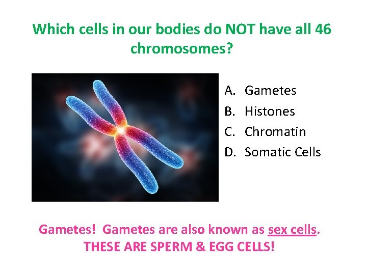 Which cells in our bodies do NOT have all 46 chromosomes? A. B. C.