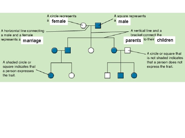 female marriage male parents children 