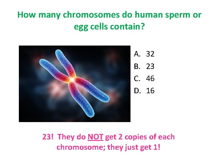 How many chromosomes do human sperm or egg cells contain? A. B. C. D.