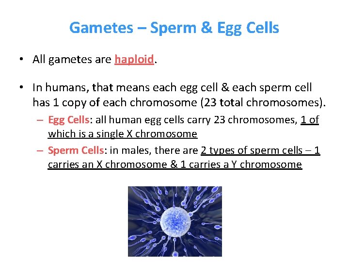 Gametes – Sperm & Egg Cells • All gametes are haploid. • In humans,