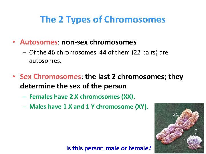 The 2 Types of Chromosomes • Autosomes: non-sex chromosomes – Of the 46 chromosomes,