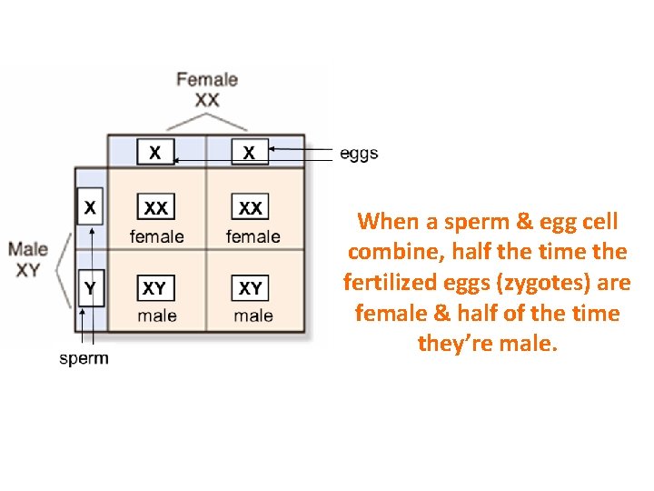 When a sperm & egg cell combine, half the time the fertilized eggs (zygotes)