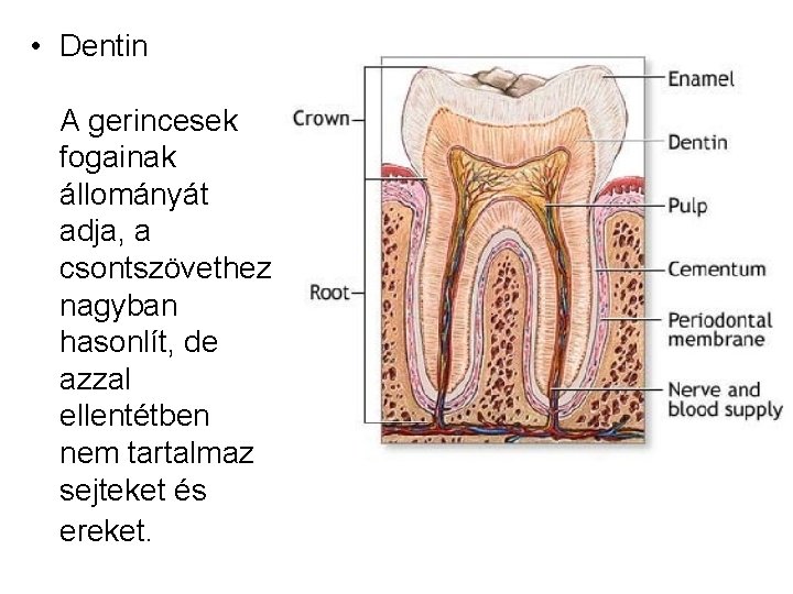  • Dentin A gerincesek fogainak állományát adja, a csontszövethez nagyban hasonlít, de azzal