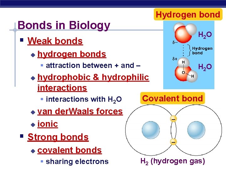 Hydrogen bond Bonds in Biology § Weak bonds u H 2 O hydrogen bonds