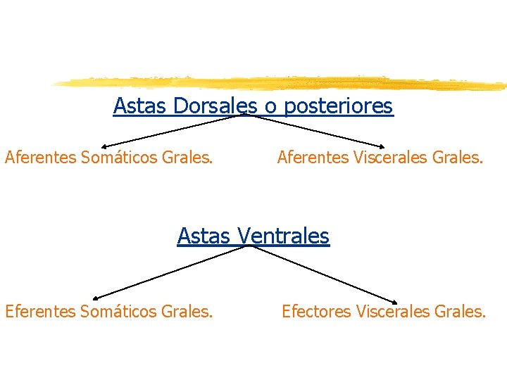 Astas Dorsales o posteriores Aferentes Somáticos Grales. Aferentes Viscerales Grales. Astas Ventrales Eferentes Somáticos Astas Dorsales o posteriores Aferentes Somáticos Grales. Aferentes Viscerales Grales. Astas Ventrales Eferentes Somáticos