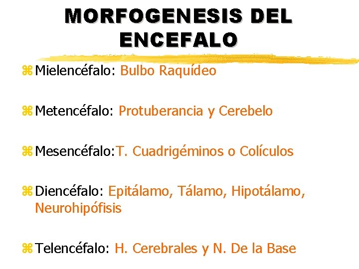 MORFOGENESIS DEL ENCEFALO z Mielencéfalo: Bulbo Raquídeo z Metencéfalo: Protuberancia y Cerebelo z Mesencéfalo: MORFOGENESIS DEL ENCEFALO z Mielencéfalo: Bulbo Raquídeo z Metencéfalo: Protuberancia y Cerebelo z Mesencéfalo: