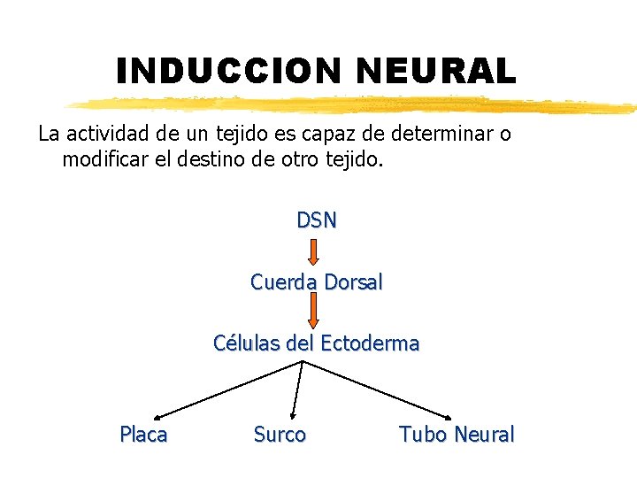 INDUCCION NEURAL La actividad de un tejido es capaz de determinar o modificar el INDUCCION NEURAL La actividad de un tejido es capaz de determinar o modificar el