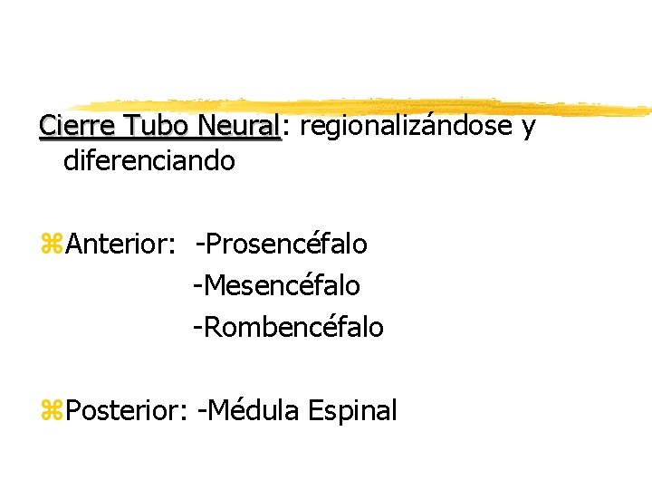 Cierre Tubo Neural: Neural regionalizándose y diferenciando z. Anterior: -Prosencéfalo -Mesencéfalo -Rombencéfalo z. Posterior: Cierre Tubo Neural: Neural regionalizándose y diferenciando z. Anterior: -Prosencéfalo -Mesencéfalo -Rombencéfalo z. Posterior:
