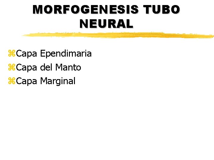 MORFOGENESIS TUBO NEURAL z. Capa Ependimaria z. Capa del Manto z. Capa Marginal MORFOGENESIS TUBO NEURAL z. Capa Ependimaria z. Capa del Manto z. Capa Marginal