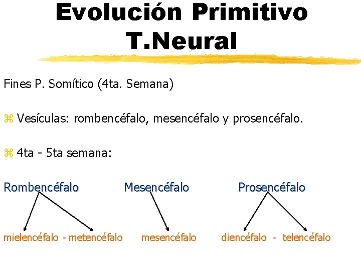 Evolución Primitivo T. Neural Fines P. Somítico (4 ta. Semana) z Vesículas: rombencéfalo, mesencéfalo Evolución Primitivo T. Neural Fines P. Somítico (4 ta. Semana) z Vesículas: rombencéfalo, mesencéfalo