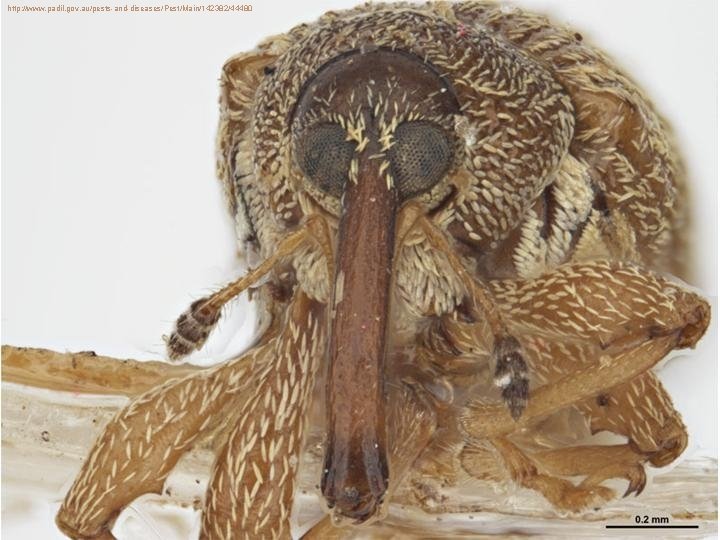 http: //www. padil. gov. au/pests-and-diseases/Pest/Main/142382/44480 6/7/2021 19 http: //www. padil. gov. au/pests-and-diseases/Pest/Main/142382/44480 6/7/2021 19