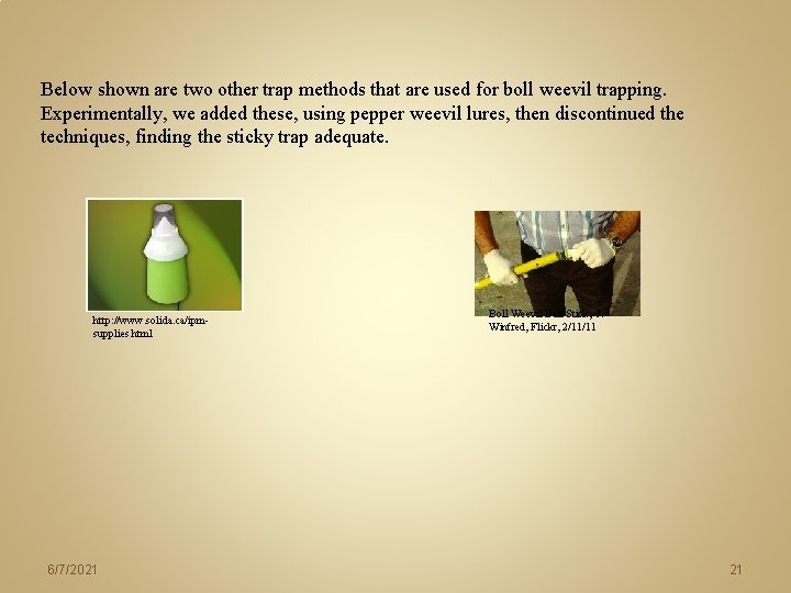 Below shown are two other trap methods that are used for boll weevil trapping. Below shown are two other trap methods that are used for boll weevil trapping.