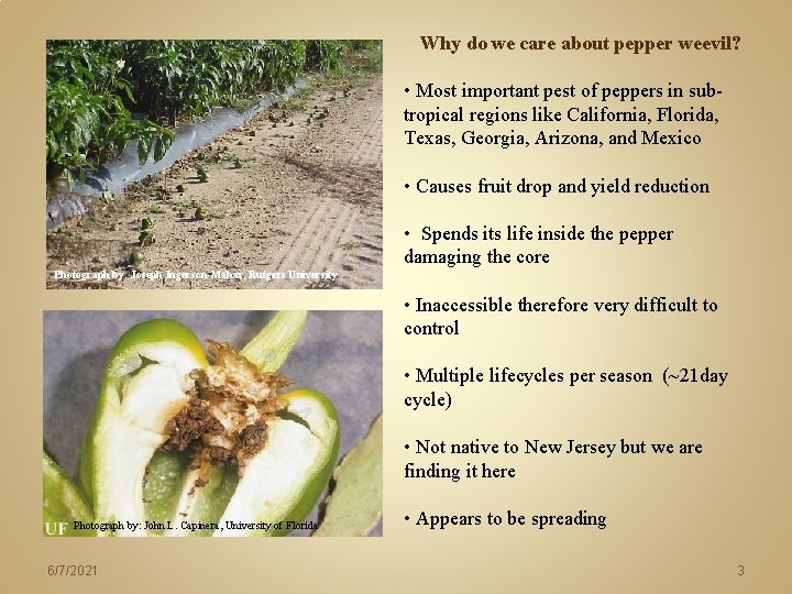 Why do we care about pepper weevil? • Most important pest of peppers in Why do we care about pepper weevil? • Most important pest of peppers in