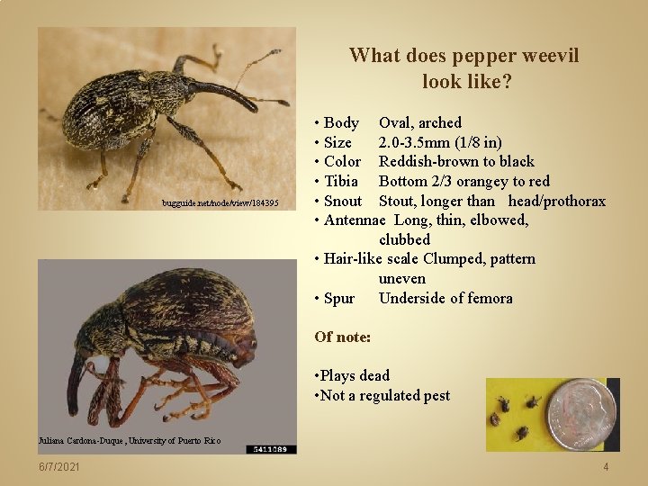 What does pepper weevil look like? bugguide. net/node/view/184395 • Body Oval, arched • Size What does pepper weevil look like? bugguide. net/node/view/184395 • Body Oval, arched • Size
