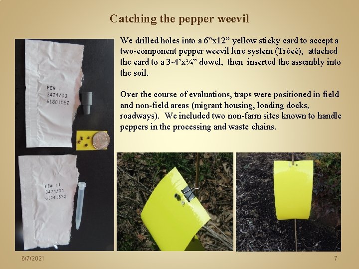 Catching the pepper weevil We drilled holes into a 6”x 12” yellow sticky card Catching the pepper weevil We drilled holes into a 6”x 12” yellow sticky card