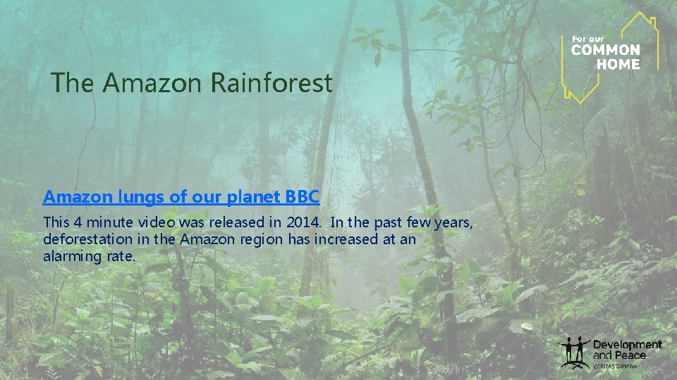 The Amazon Rainforest Amazon lungs of our planet BBC This 4 minute video was The Amazon Rainforest Amazon lungs of our planet BBC This 4 minute video was