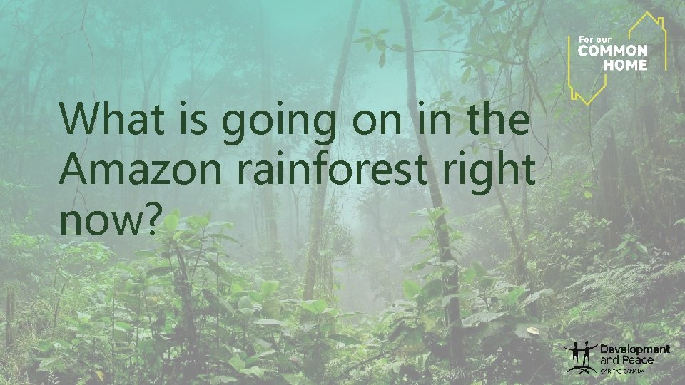 What is going on in the Amazon rainforest right now? What is going on in the Amazon rainforest right now?