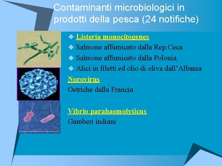 Contaminanti microbiologici in prodotti della pesca (24 notifiche) u Listeria monocitogenes u Salmone affumicato