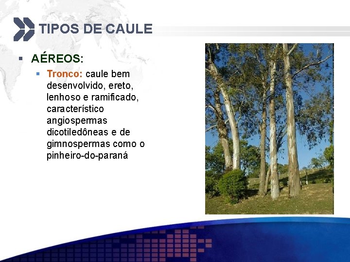 TIPOS DE CAULE § AÉREOS: § Tronco: caule bem desenvolvido, ereto, lenhoso e ramificado,