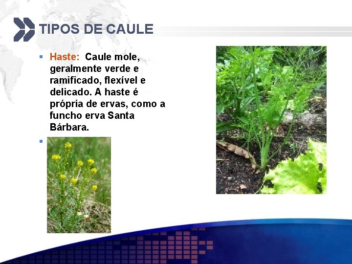 TIPOS DE CAULE § Haste: Caule mole, geralmente verde e ramificado, flexível e delicado.