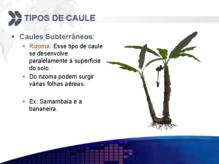 TIPOS DE CAULE § Caules Subterrâneos: § Rizoma: Esse tipo de caule se desenvolve