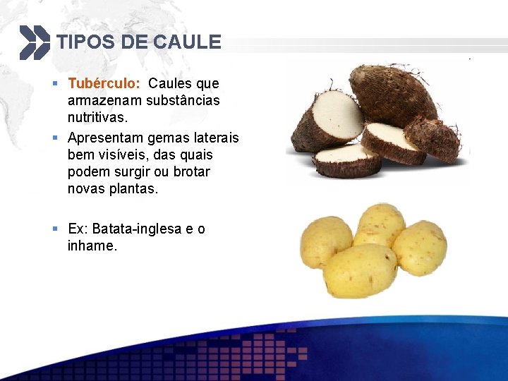 TIPOS DE CAULE § Tubérculo: Caules que armazenam substâncias nutritivas. § Apresentam gemas laterais