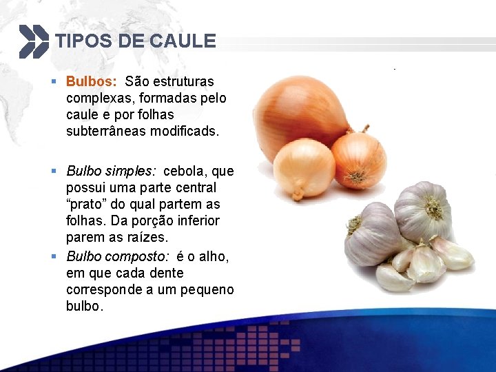 TIPOS DE CAULE § Bulbos: São estruturas complexas, formadas pelo caule e por folhas