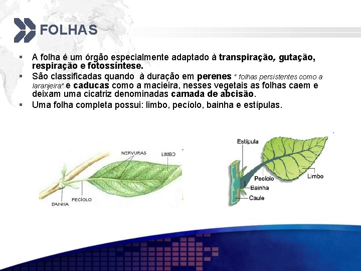 FOLHAS § § § A folha é um órgão especialmente adaptado à transpiração, gutação,