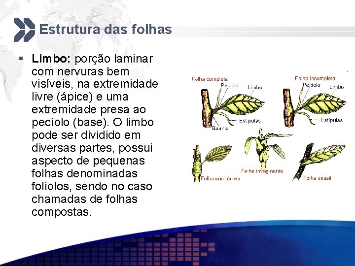 Estrutura das folhas § Limbo: porção laminar com nervuras bem visíveis, na extremidade livre